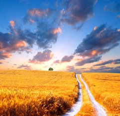 Chemicals That Cause Birth Defects, Ozone Layer Depletion, Increase in Farmland Values and More